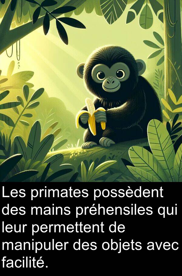 objets: Les primates possèdent des mains préhensiles qui leur permettent de manipuler des objets avec facilité.