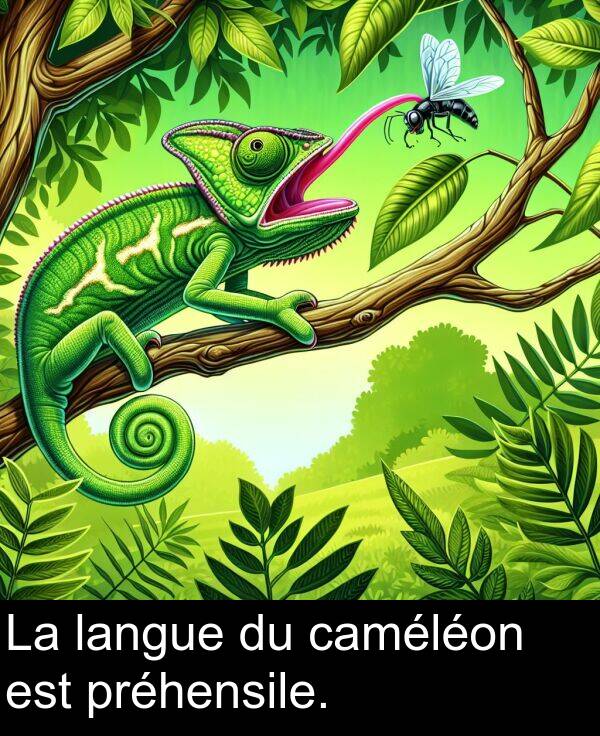 caméléon: La langue du caméléon est préhensile.