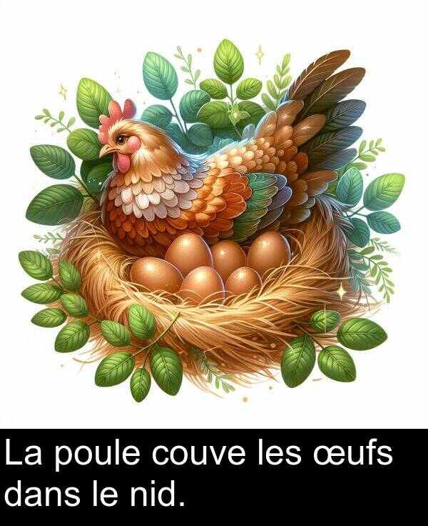 œufs: La poule couve les œufs dans le nid.