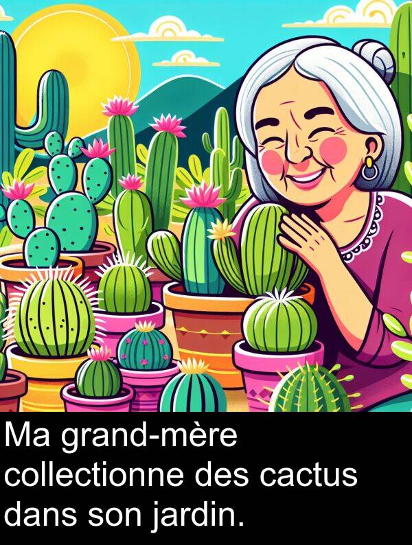 cactus: Ma grand-mère collectionne des cactus dans son jardin.