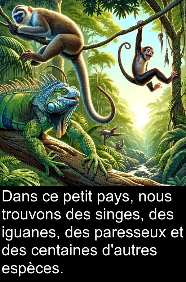 paresseux: Dans ce petit pays, nous trouvons des singes, des iguanes, des paresseux et des centaines d'autres espèces.