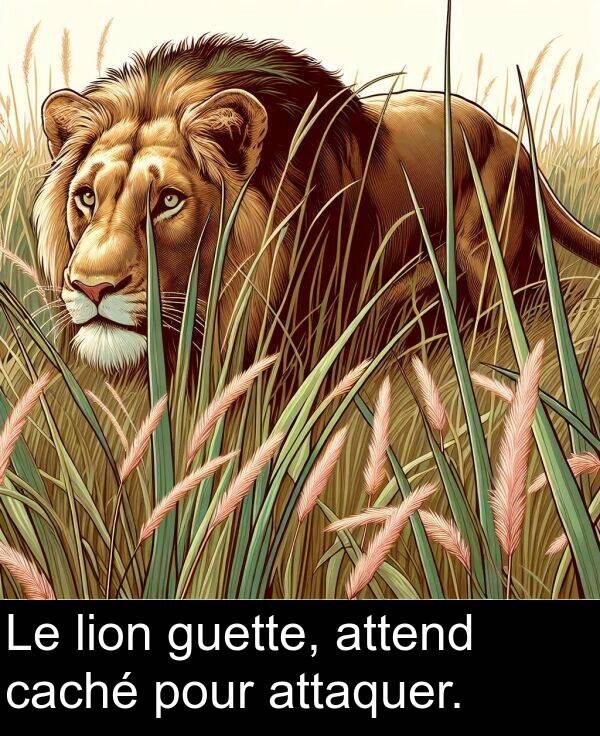 attend: Le lion guette, attend caché pour attaquer.