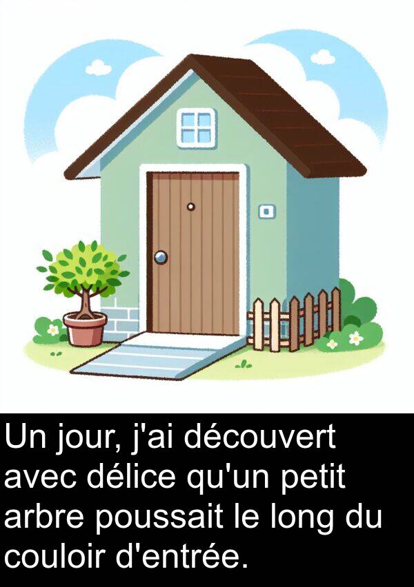 arbre: Un jour, j'ai découvert avec délice qu'un petit arbre poussait le long du couloir d'entrée.