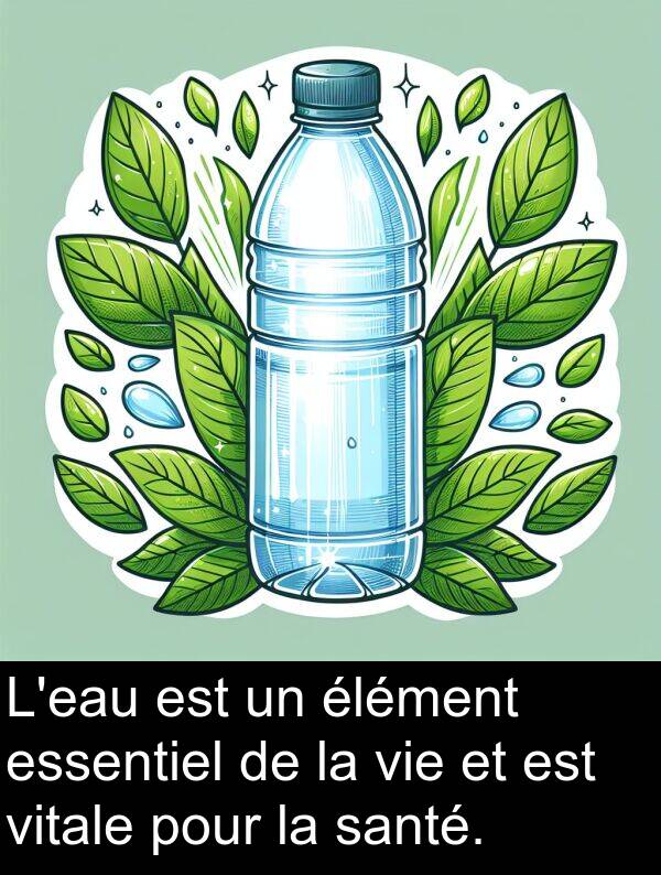 vitale: L'eau est un élément essentiel de la vie et est vitale pour la santé.