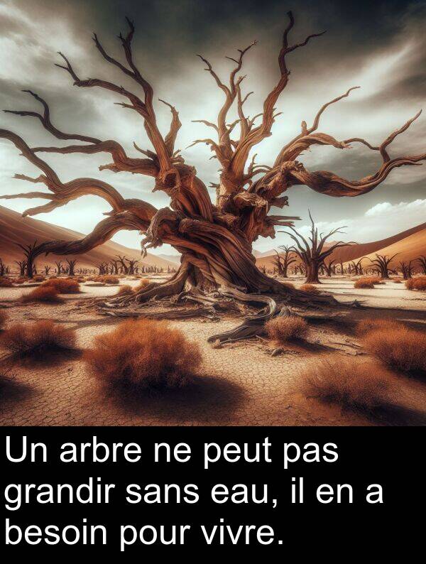 arbre: Un arbre ne peut pas grandir sans eau, il en a besoin pour vivre.