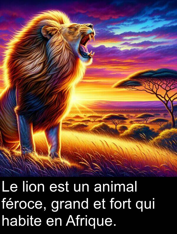 féroce: Le lion est un animal féroce, grand et fort qui habite en Afrique.