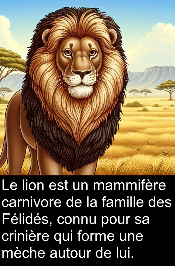 autour: Le lion est un mammifère carnivore de la famille des Félidés, connu pour sa crinière qui forme une mèche autour de lui.