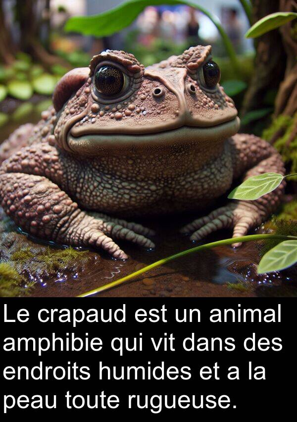 vit: Le crapaud est un animal amphibie qui vit dans des endroits humides et a la peau toute rugueuse.