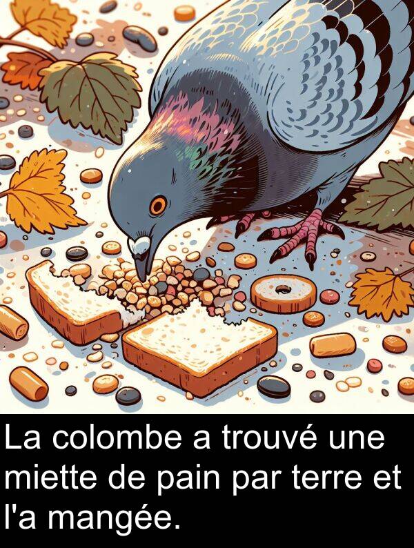 terre: La colombe a trouvé une miette de pain par terre et l'a mangée.