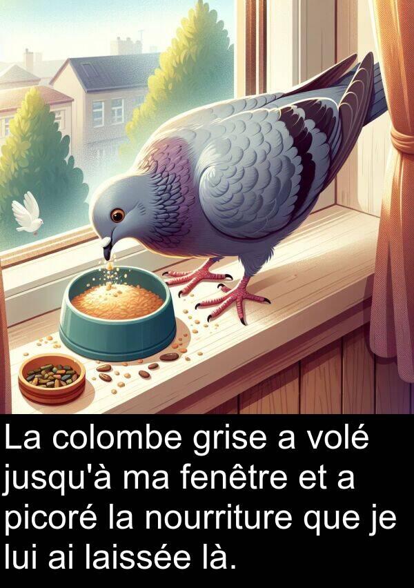 fenêtre: La colombe grise a volé jusqu'à ma fenêtre et a picoré la nourriture que je lui ai laissée là.