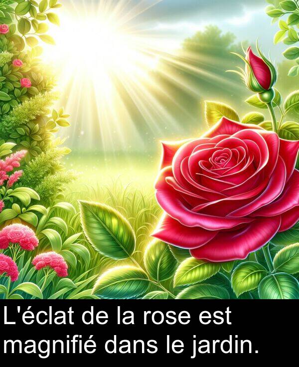 rose: L'éclat de la rose est magnifié dans le jardin.