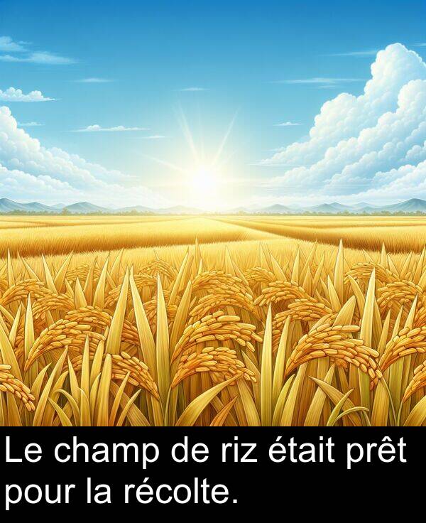 récolte: Le champ de riz était prêt pour la récolte.