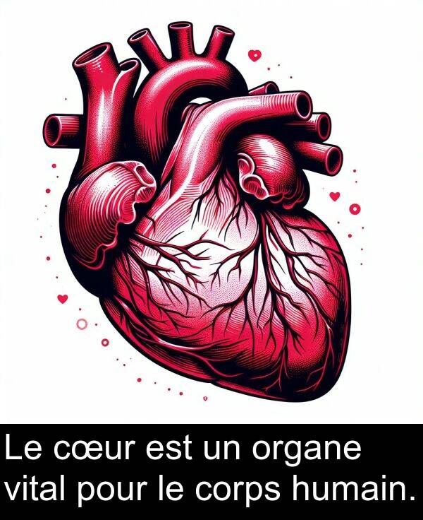 vital: Le cœur est un organe vital pour le corps humain.