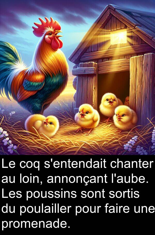 poussins: Le coq s'entendait chanter au loin, annonçant l'aube. Les poussins sont sortis du poulailler pour faire une promenade.