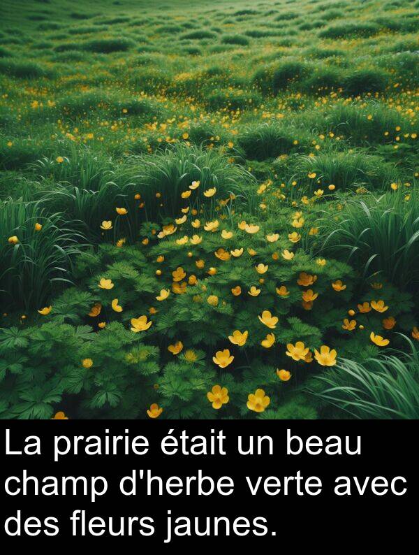 verte: La prairie était un beau champ d'herbe verte avec des fleurs jaunes.