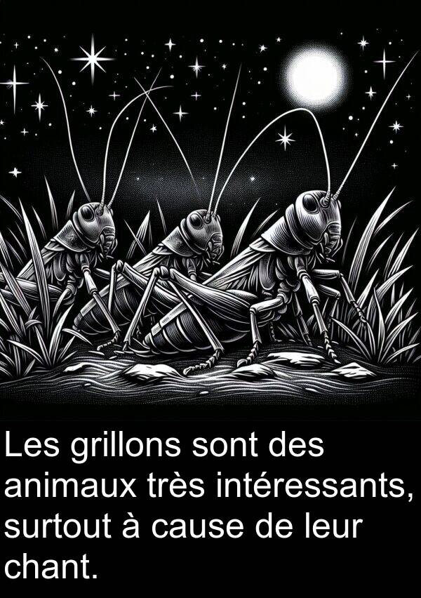 leur: Les grillons sont des animaux très intéressants, surtout à cause de leur chant.