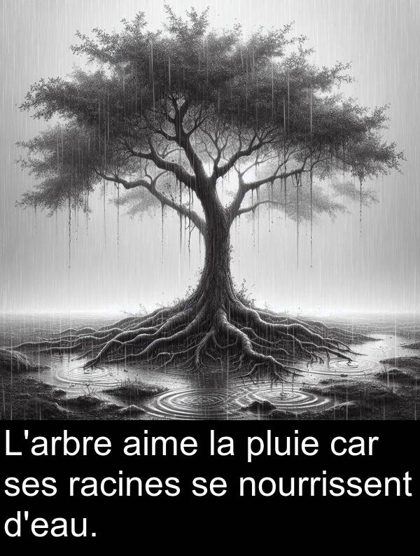 aime: L'arbre aime la pluie car ses racines se nourrissent d'eau.