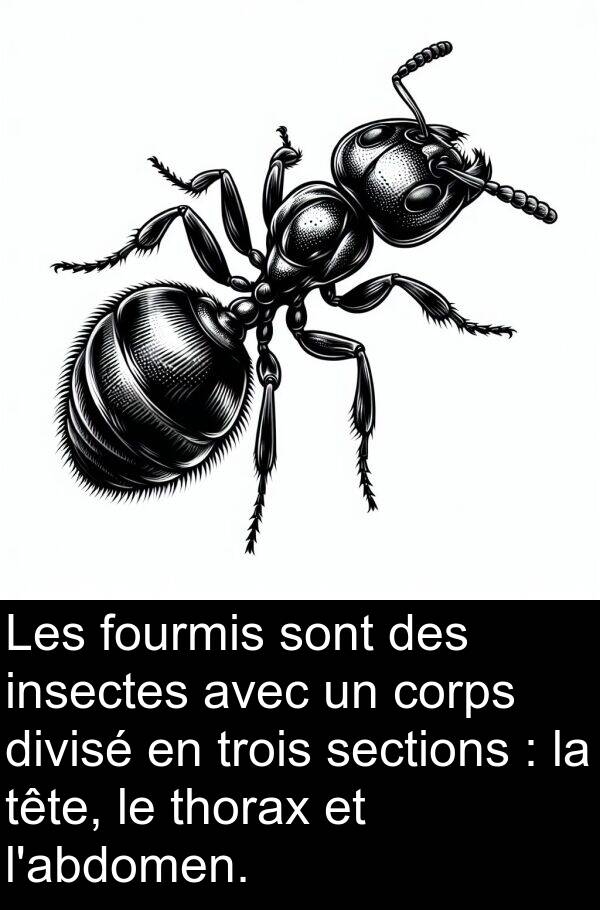 sections: Les fourmis sont des insectes avec un corps divisé en trois sections : la tête, le thorax et l'abdomen.