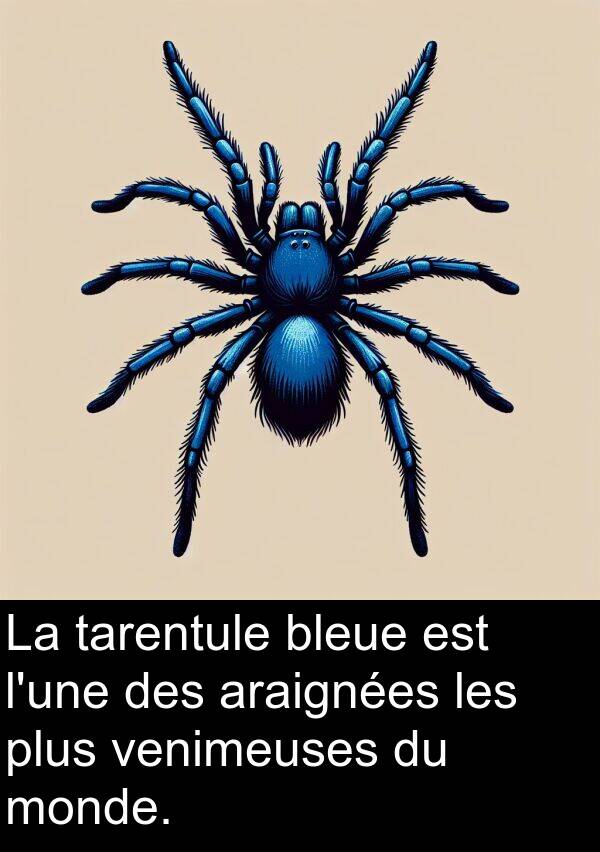 bleue: La tarentule bleue est l'une des araignées les plus venimeuses du monde.