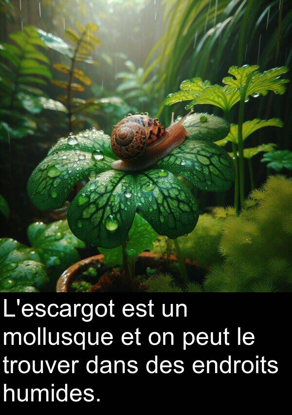 trouver: L'escargot est un mollusque et on peut le trouver dans des endroits humides.