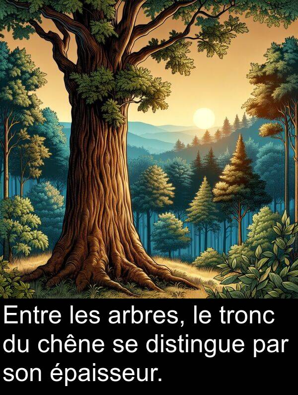 arbres: Entre les arbres, le tronc du chêne se distingue par son épaisseur.