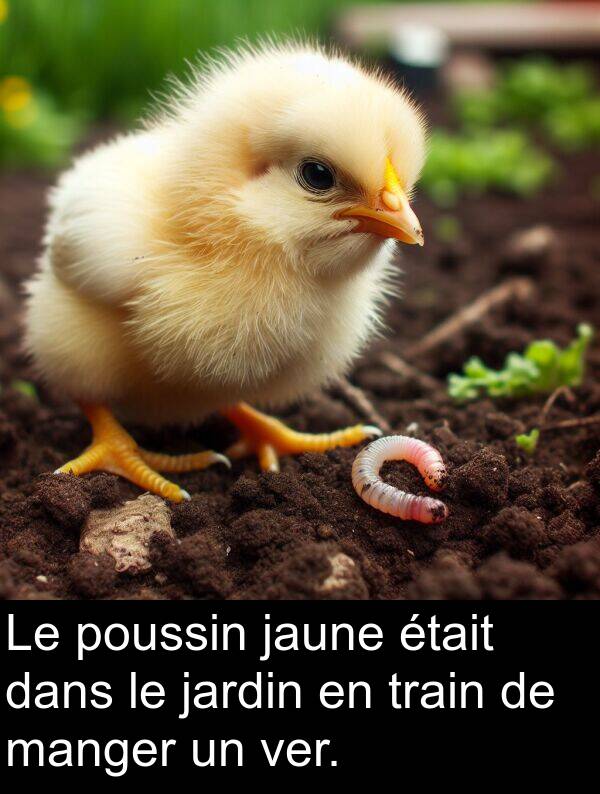 ver: Le poussin jaune était dans le jardin en train de manger un ver.