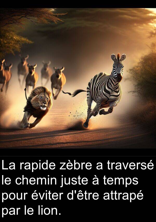 attrapé: La rapide zèbre a traversé le chemin juste à temps pour éviter d'être attrapé par le lion.