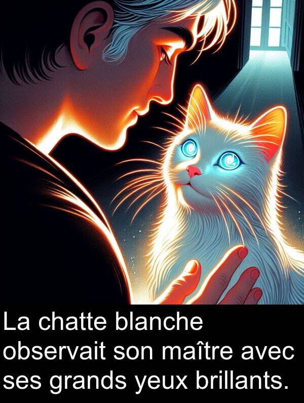 grands: La chatte blanche observait son maître avec ses grands yeux brillants.