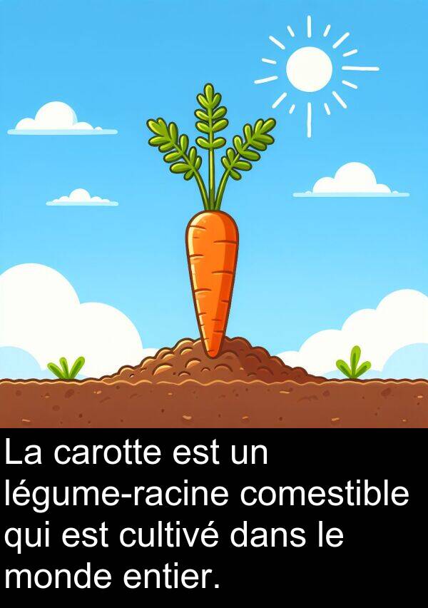 comestible: La carotte est un légume-racine comestible qui est cultivé dans le monde entier.