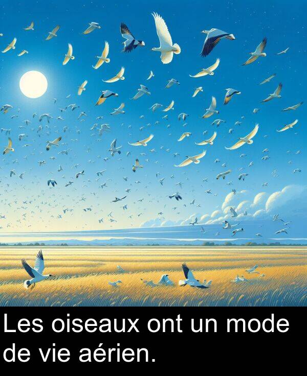 aérien: Les oiseaux ont un mode de vie aérien.