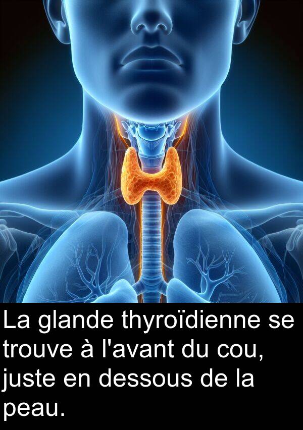 glande: La glande thyroïdienne se trouve à l'avant du cou, juste en dessous de la peau.