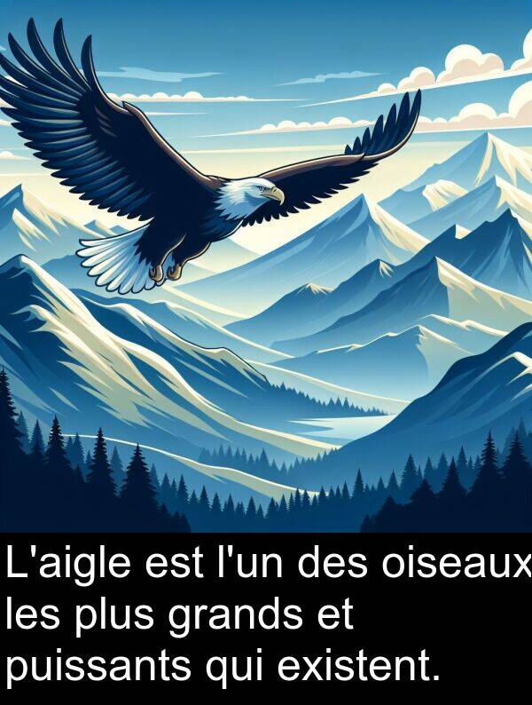 oiseaux: L'aigle est l'un des oiseaux les plus grands et puissants qui existent.