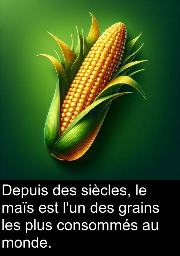 grains: Depuis des siècles, le maïs est l'un des grains les plus consommés au monde.