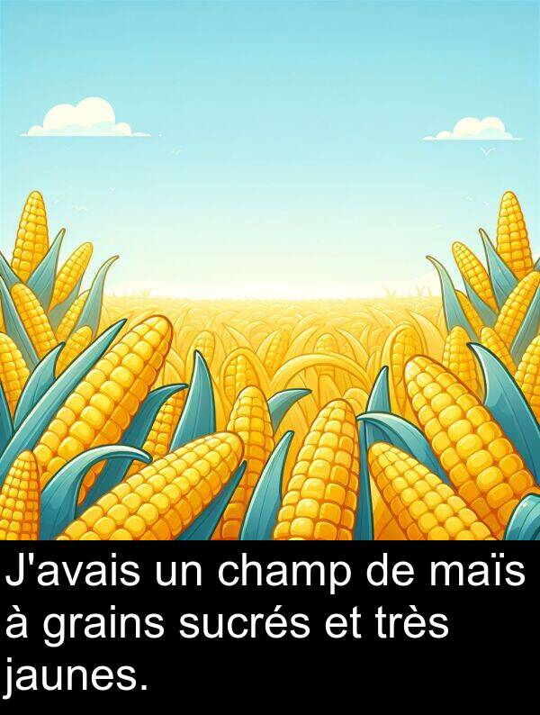 grains: J'avais un champ de maïs à grains sucrés et très jaunes.