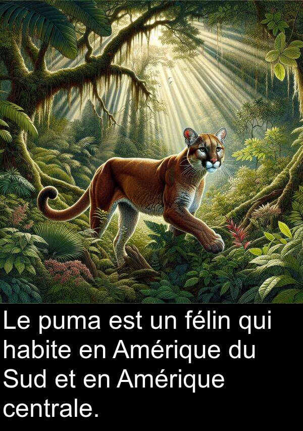 félin: Le puma est un félin qui habite en Amérique du Sud et en Amérique centrale.