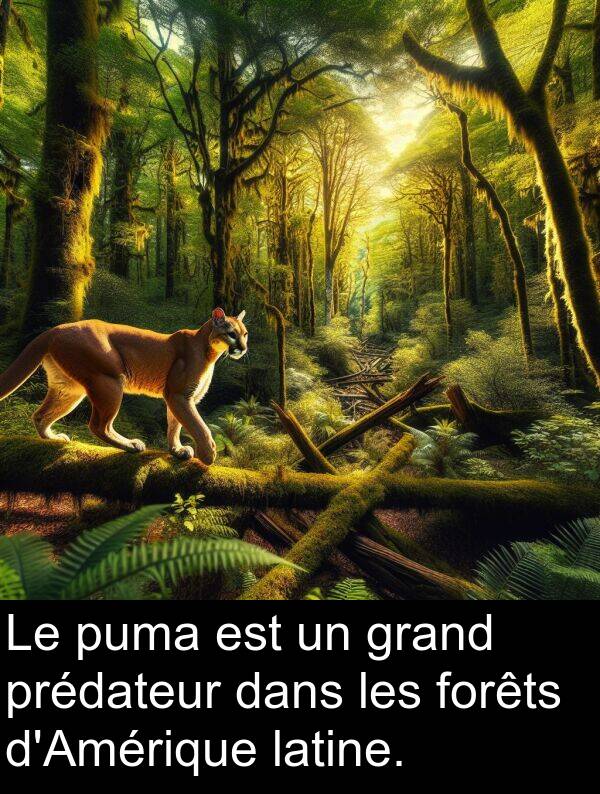 grand: Le puma est un grand prédateur dans les forêts d'Amérique latine.