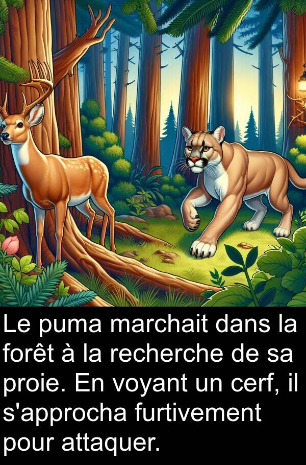 voyant: Le puma marchait dans la forêt à la recherche de sa proie. En voyant un cerf, il s'approcha furtivement pour attaquer.