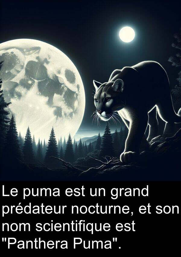 grand: Le puma est un grand prédateur nocturne, et son nom scientifique est "Panthera Puma".