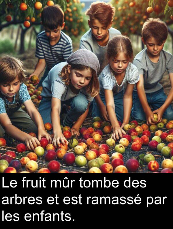 arbres: Le fruit mûr tombe des arbres et est ramassé par les enfants.