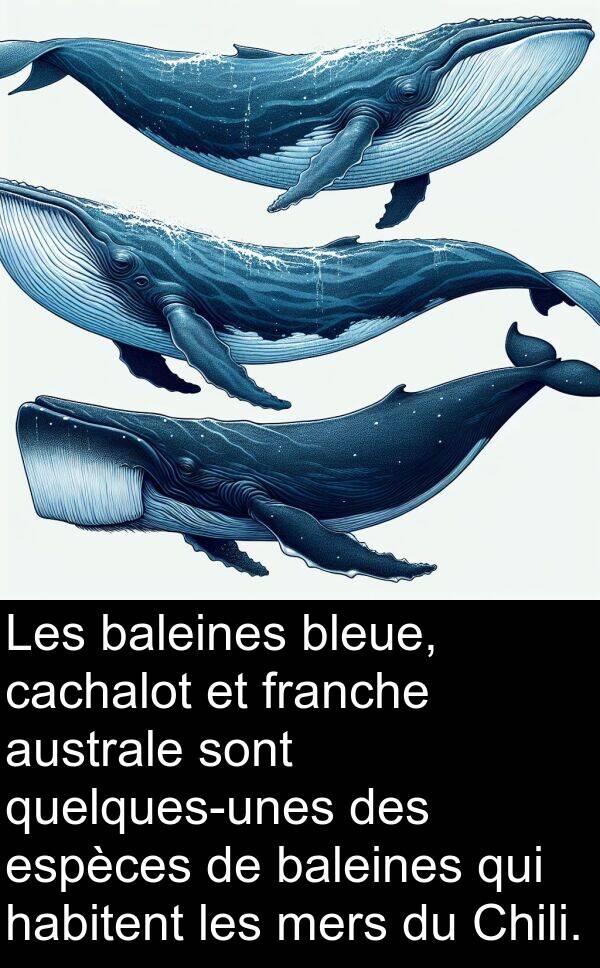 bleue: Les baleines bleue, cachalot et franche australe sont quelques-unes des espèces de baleines qui habitent les mers du Chili.