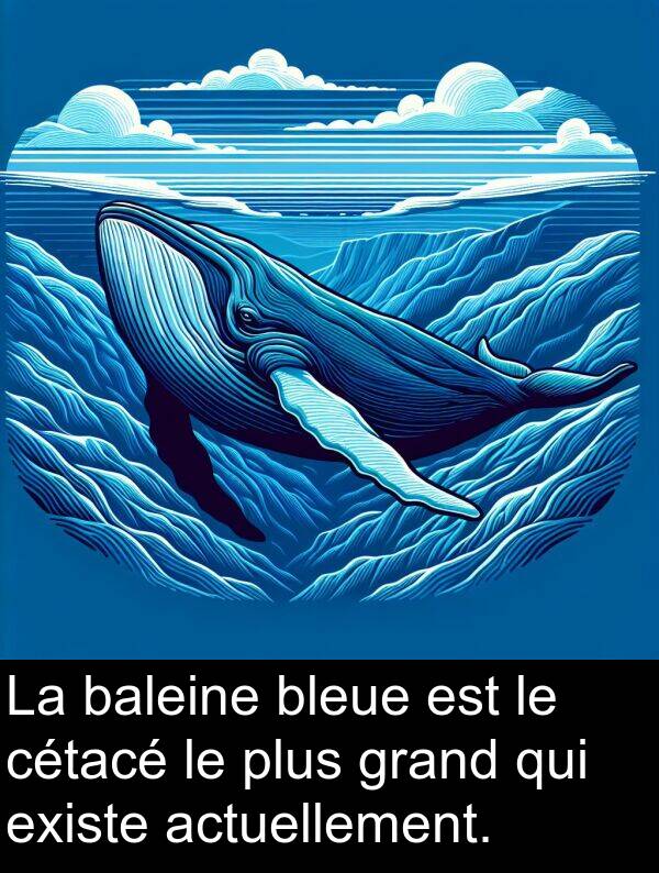 actuellement: La baleine bleue est le cétacé le plus grand qui existe actuellement.