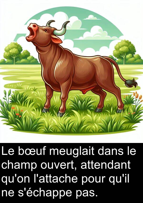 attendant: Le bœuf meuglait dans le champ ouvert, attendant qu'on l'attache pour qu'il ne s'échappe pas.