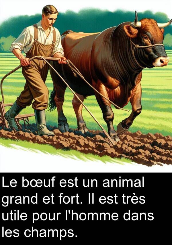 utile: Le bœuf est un animal grand et fort. Il est très utile pour l'homme dans les champs.