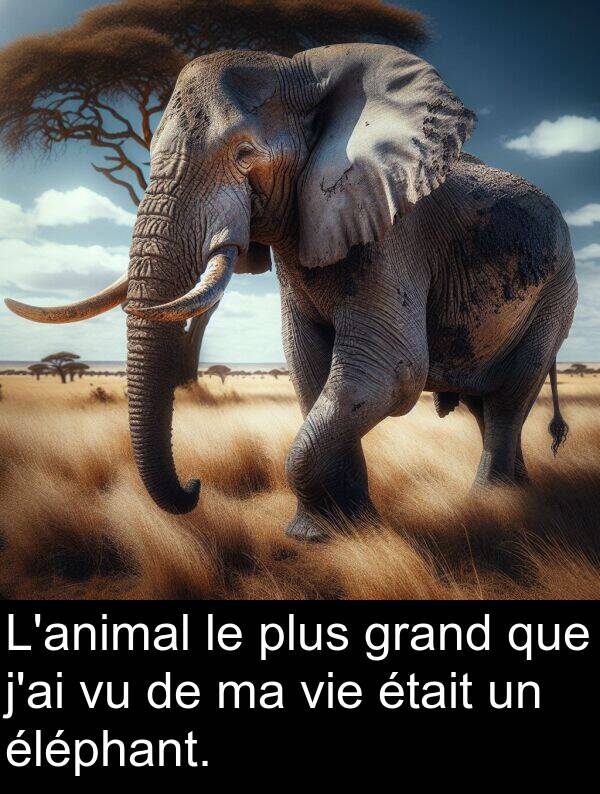 grand: L'animal le plus grand que j'ai vu de ma vie était un éléphant.