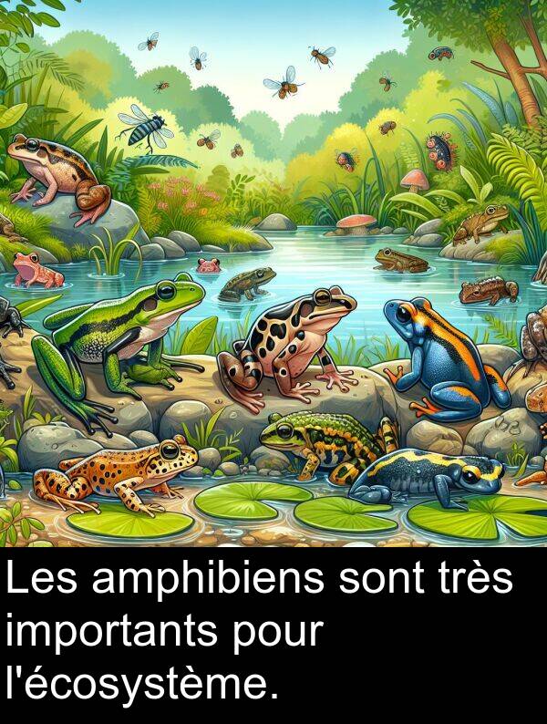 amphibiens: Les amphibiens sont très importants pour l'écosystème.