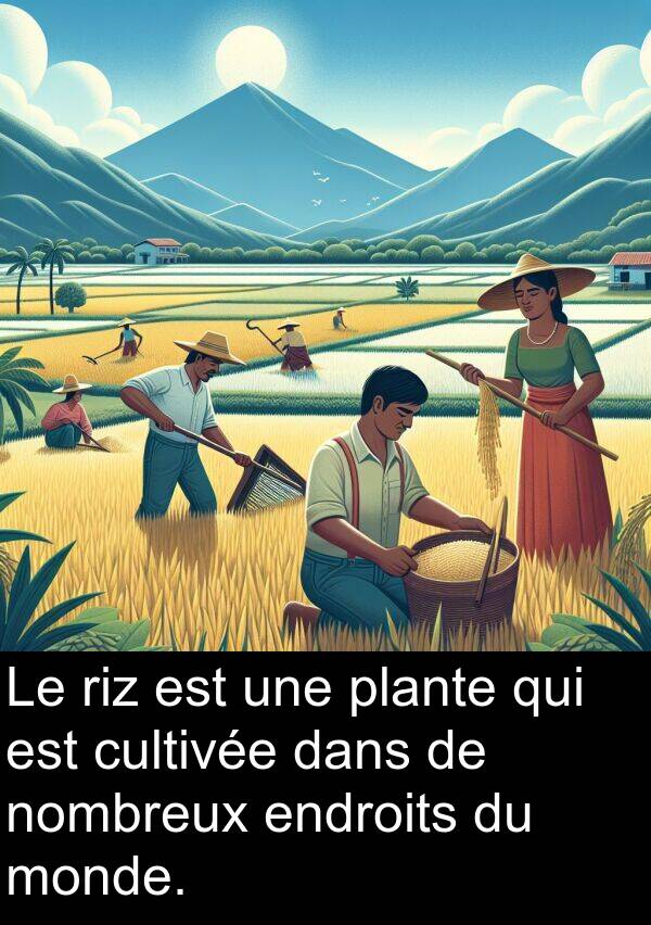 riz: Le riz est une plante qui est cultivée dans de nombreux endroits du monde.