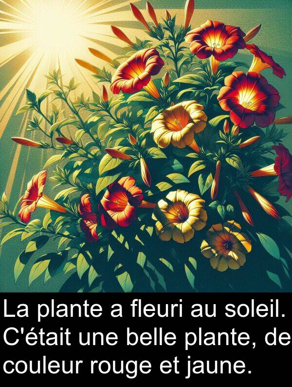 belle: La plante a fleuri au soleil. C'était une belle plante, de couleur rouge et jaune.