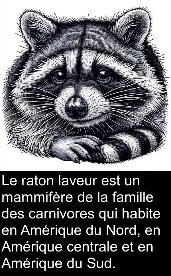 famille: Le raton laveur est un mammifère de la famille des carnivores qui habite en Amérique du Nord, en Amérique centrale et en Amérique du Sud.