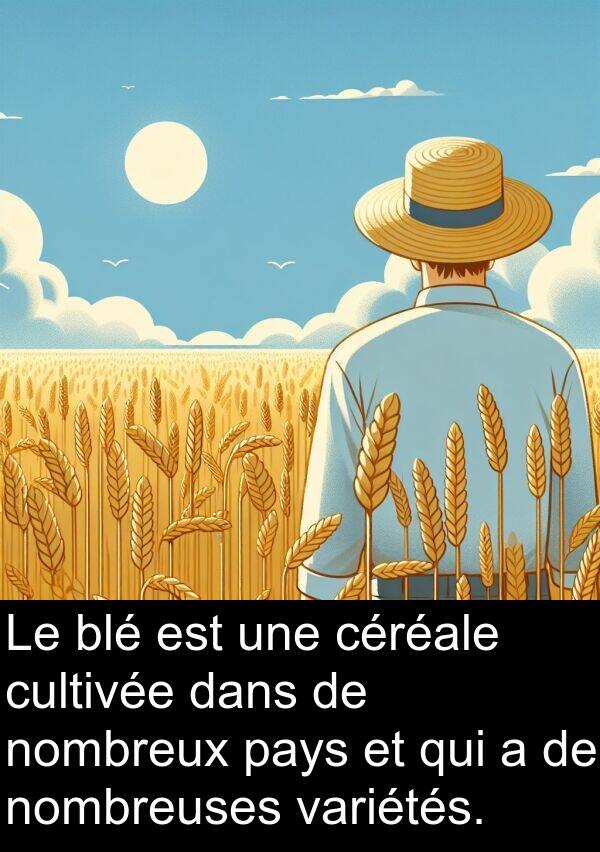 variétés: Le blé est une céréale cultivée dans de nombreux pays et qui a de nombreuses variétés.