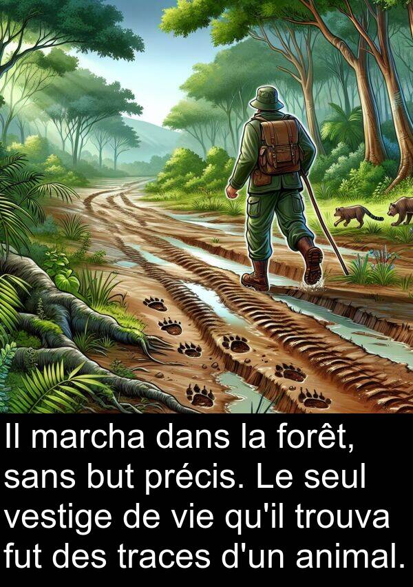 marcha: Il marcha dans la forêt, sans but précis. Le seul vestige de vie qu'il trouva fut des traces d'un animal.